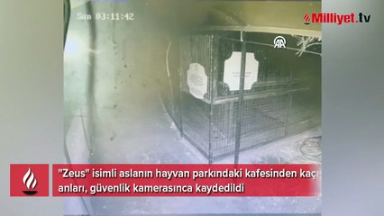 Manavgat'ta bir kişiyi yaralayan aslanın kafesinden kaçış anları kamerada