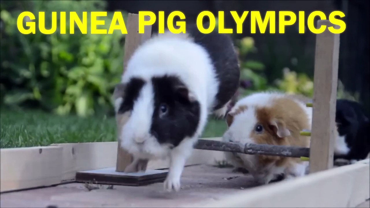 guinea pig olympics game: sindi mic's hunt gamplay - 2025-07-08 15-32-48