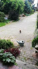 Typical cat - Eats, Purrs, Leaves 😸🍽️ #shorts