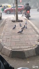 Spotted pigeons strutting near a busy traffic signal! 🕊️🚦 Urban life meets nature in this quirky, lively scene. Catch the city’s feathered friends in action! 🌆✨ #PigeonVibes #TrafficSignal #UrbanWildlife #CityLife #BirdWatching #StreetScenes