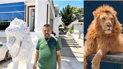 Çiftçiye saldıran aslanın sahibi: İnsanlara saldırmazdı, sosyal bir hayvandı