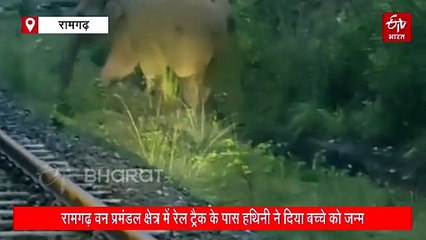 झारखंड में रेलवे ट्रैक के किनारे हथिनी का सुरक्षित प्रसव, दो घंटे तक रोकी गई ट्रेनें