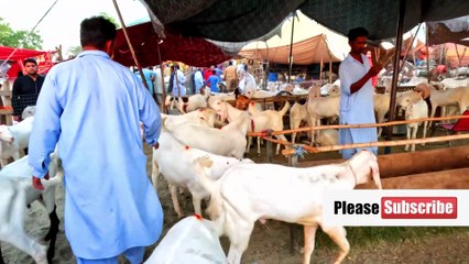 Bakra Mandi Farm Animals 🐑 | Saqib Hassan's Official Dailymotion Channel