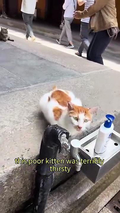 Kitten Waits for Water — What Happens Next Will Melt Your Heart #shorts #cat #kindness #wholesome