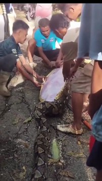 Imágenes sensibles: Recuperan el cuerpo de un hombre que fue tragado por una pitón de 8 metros