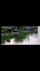 Big Fish Challenge at the Fishing Pond