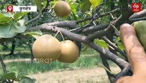 कुरुक्षेत्र में लगाई गई जापानी नाशपाती निजिस्सेइकी, सेब और कीवी से भी महंगी, किसानों को रातोंरात बना डालती है लखपति