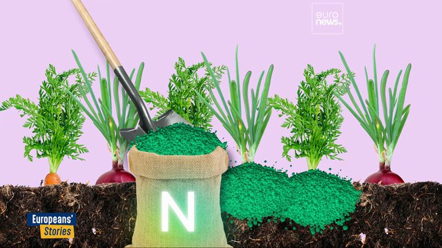 Túl sok trágya, túl kevés intézkedés: a holland gazdálkodás teszteli az uniós zöld programot