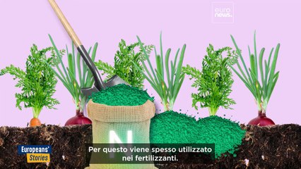 Troppo letame e poca azione: le fattorie olandesi mettono alla prova i target ambientali europei