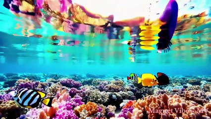 Amazing Marine Life│Lovely Creatures under Water│Sea Wild Life