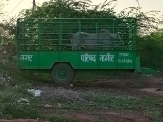 सांड ने घंटो मचाया आतंक, पकड़ा गया तो मिली राहत