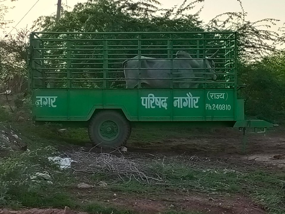 सांड ने घंटो मचाया आतंक, पकड़ा गया तो मिली राहत