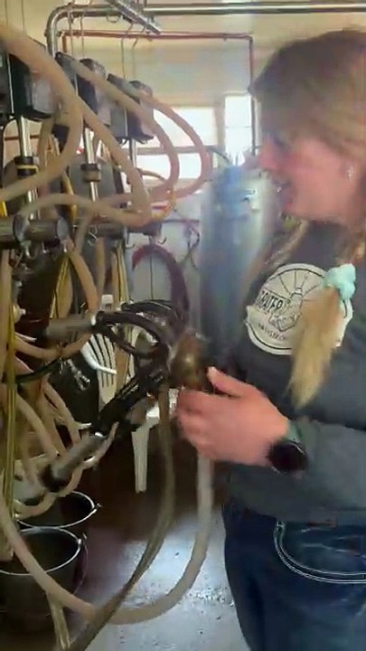 Grater Good dairy farm in Norwood Young America shows how they milk their cows