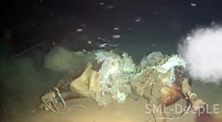 Watch Pacific Sleeper Sharks Chow Down on a Cow Carcass in the South China Sea for Science