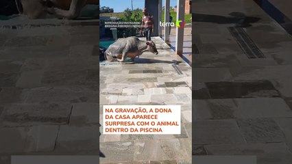 Vaca sai sozinha de piscina após ser flagrada 'se refrescando' no Paraná #shorts