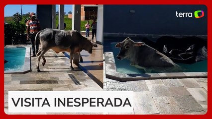 Vaca sai sozinha de piscina após ser flagrada 'se refrescando' no Paraná