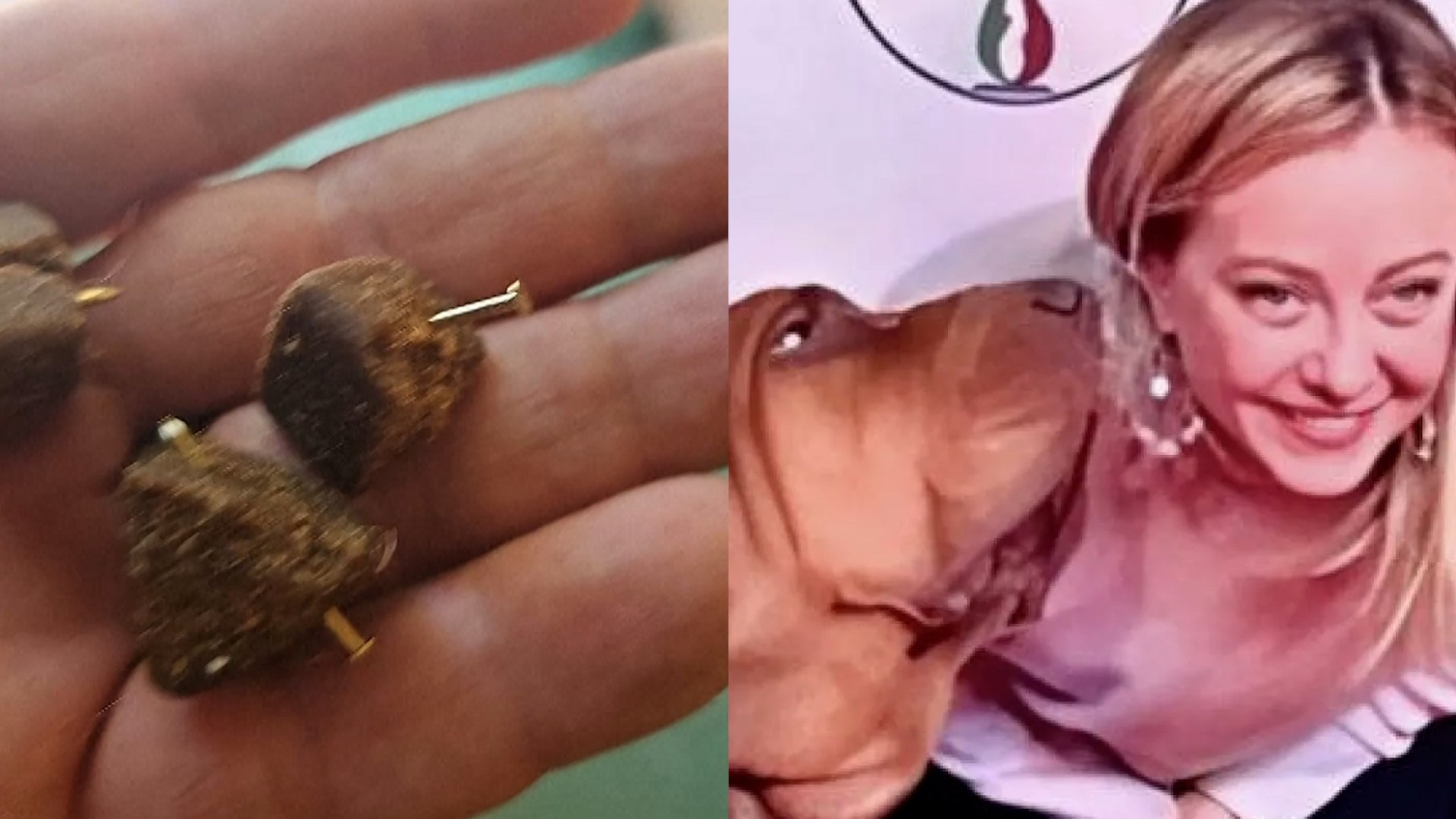 El brutal asesinato de Bruno, un sabueso de 7 a�os que trabajaba como perro rastreador para la polic�a italiana, ha generado una ola de indignaci�n en Italia y ha motivado la apertura de una investigaci�n criminal en Tarento.

El cuerpo sin vida de Bruno fue hallado el viernes por la ma�ana en su cobertizo en el sur de Tarento. Su entrenador, Arcangelo Caressa, denunci� que el perro fue envenenado con comida para perros que conten�a clavos.

Caressa declar� que sospecha que el verdadero objetivo era �l mismo, debido a su implicaci�n en el rescate de perros utilizados en peleas ilegales.