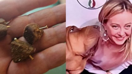 El perro que fue premiado por Giorgia Meloni, asesinado con una salchicha rellena de clavos