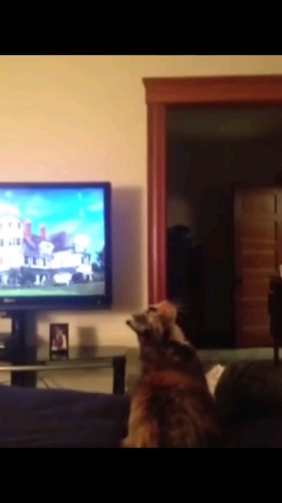 FUNNY CATS !