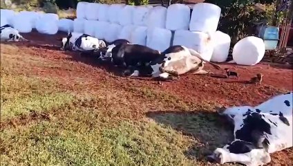 Descarga elétrica mata 32 vacas leiteiras no oeste do Paraná