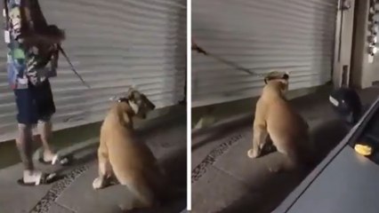 Captan a pareja paseando a león en Puerto Vallarta y causa indignación en redes