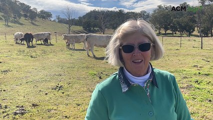 50-year White Hereford legacy at Moonan Flat
