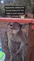 Kangaroo tales in Australia