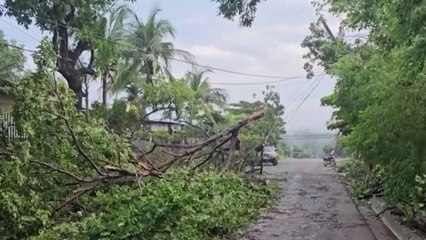 tn7-8 mil personas se quedaron sin electricidad tras caída de árboles en Pococí-080725