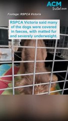 RSPCA rescued 131 animals in Victoria in just one week