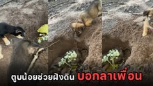 สะเทือนใจ น้องหมาถูกรถชนดับ พี่น้อง-เพื่อนหมาช่วยกันฝังร่างกลับดาว