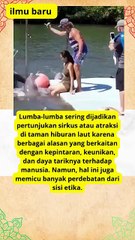 🎪 Alasan Lumba-lumba Dijadikan Pertunjukan Sirkus #beritaterkini