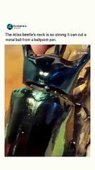 Living Nail Clippers