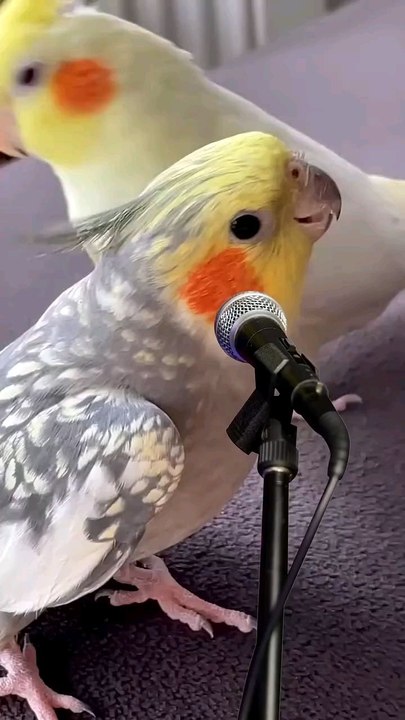 lovely parrot