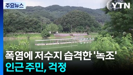 폭염에 저수지 습격한 '녹조'...인근 주민, 걱정 / YTN