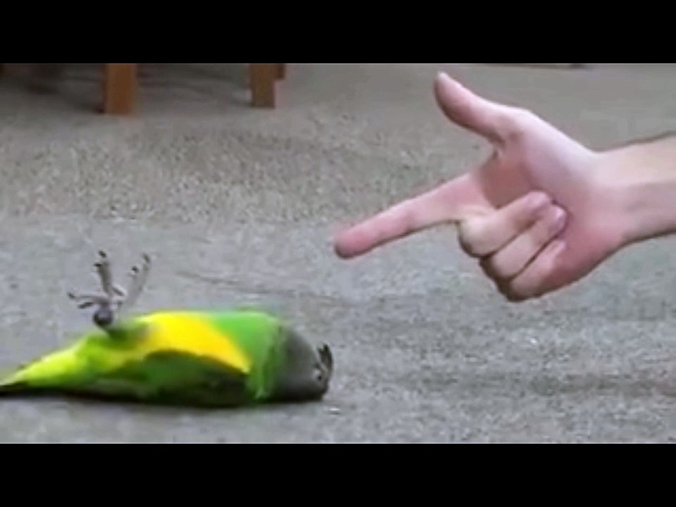 Great Parrot Funny Video