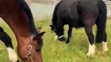 Horse asks for help removing his muzzle so he can eat grass