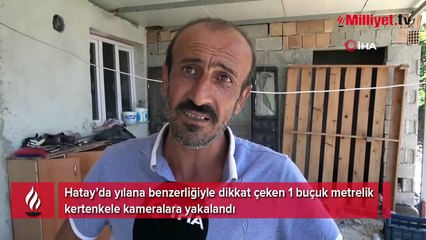 1 buçuk metrelik kertenkele kameralara yakalandı