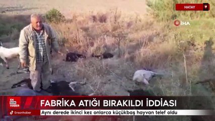 Hatay'da aynı derede ikinci kez onlarca küçükbaş hayvan telef oldu