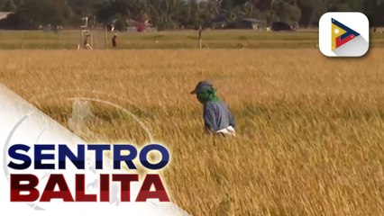 Importasyon ngayong taon ng bansa, inaasahang mas mababa ayon sa D.A.; pinsalang dulot ng #BisingPH at habagat sa agrikultura, maliit lang