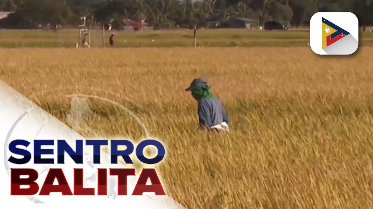 Importasyon ngayong taon ng bansa, inaasahang mas mababa ayon sa D.A.; pinsalang dulot ng #BisingPH at habagat sa agrikultura, maliit lang