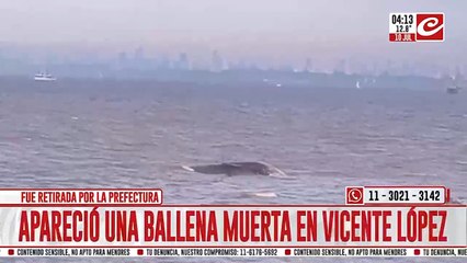 Apareció una ballena muerta flotando en el Río de la Plata