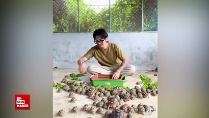 Yavru kaplumbağaların yemek saati