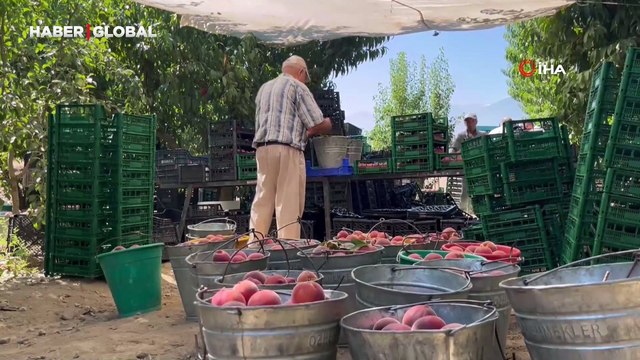 Bursa şeftalisinde hasat başladı çiftçi fiyattan memnun