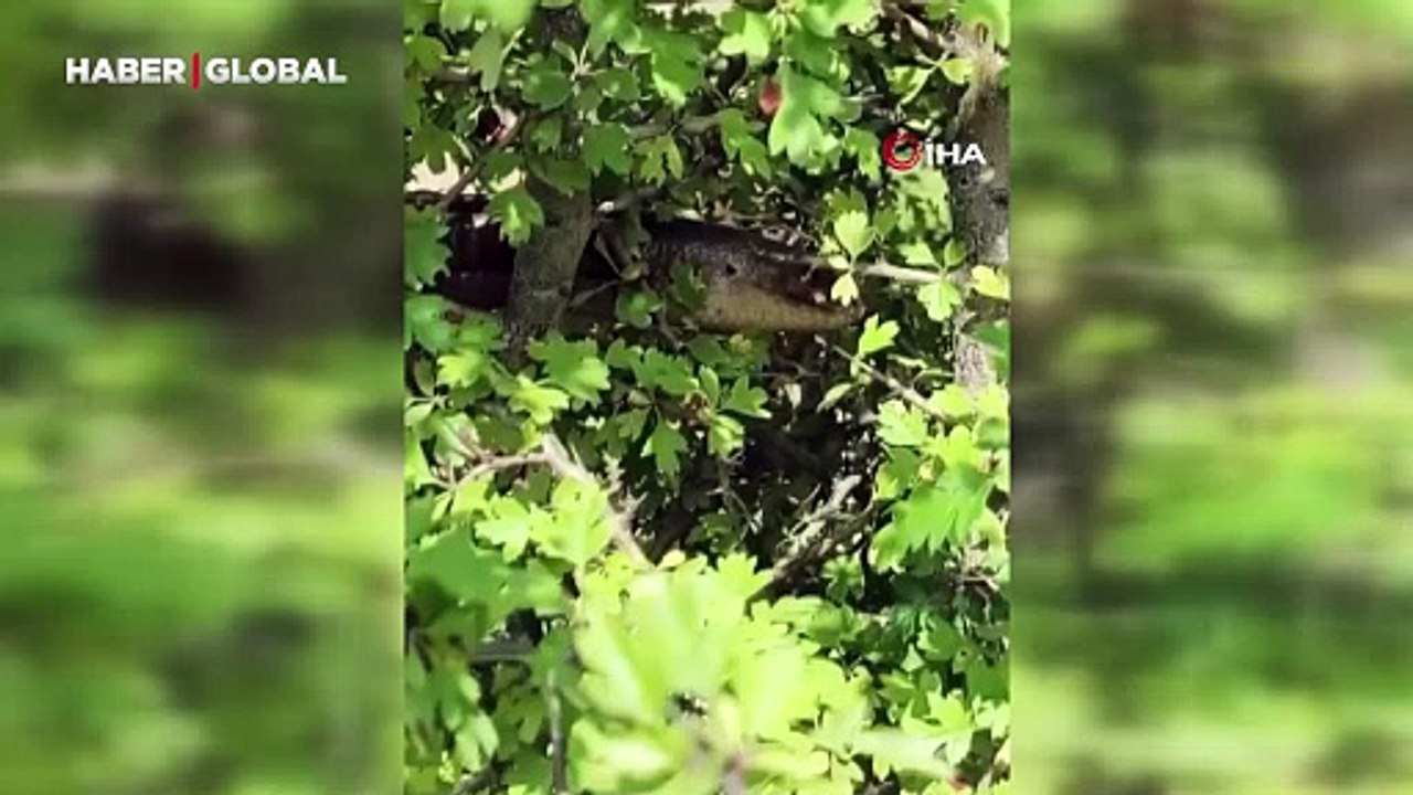 Hatay'da görüldü: 1 buçuk metre boyunda... Yılana benziyor ama yılan değil!
