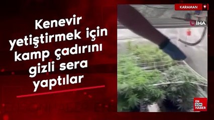 Karaman'da kenevir yetiştirmek için kamp çadırını gizli sera yaptılar