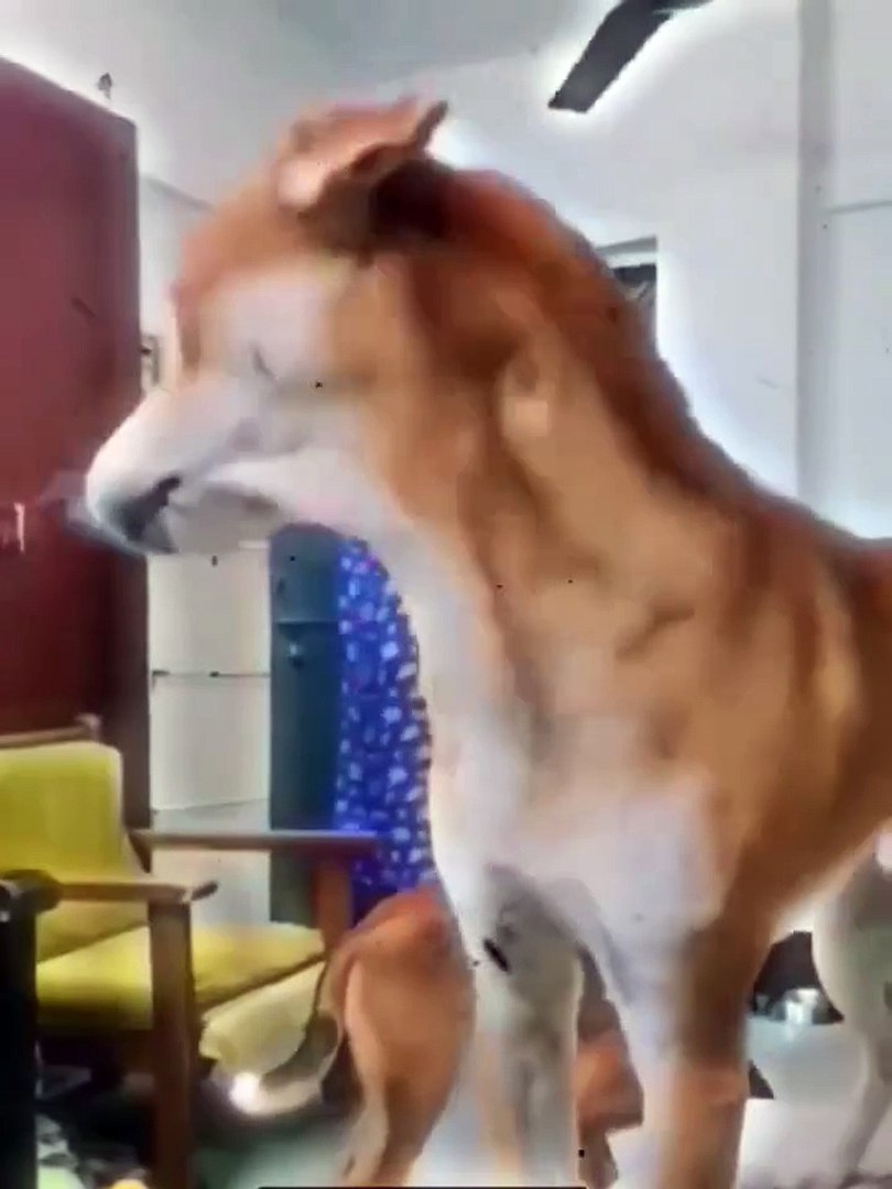 ⁣Dog deceives other dog #dog #funny #animals #reels #dailymotionshorts #Dmreeks