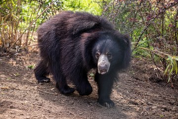 Edinburgh Zoo welcomes Scotland’s only sloth bear