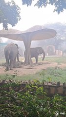 A heartwarming moment of nature’s gentle giant in action!  #ElephantLove #WildlifeVibes #NatureLovers