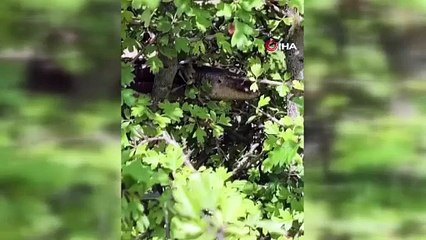 Hatay'da panik anları! Tam 1,5 metre uzunluğunda