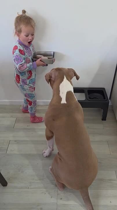 Kid Adorably Feeds Dog While Giving Them Instructions